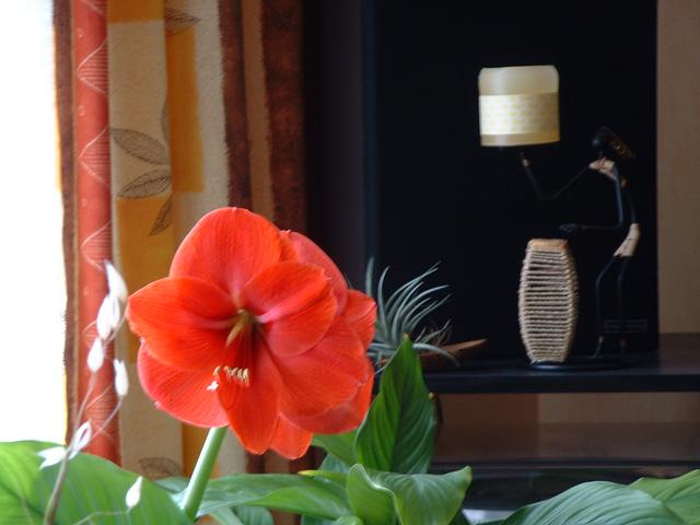 20040403 1423 11 vache fleurs