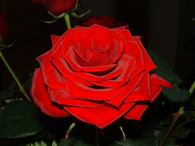 20040430 1622 01 red roses