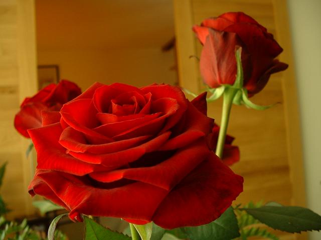 20040430 1629 08 red roses