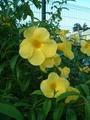 20040525 2345 55 Antilles