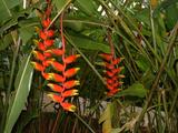 20040529 1338 92 Antilles