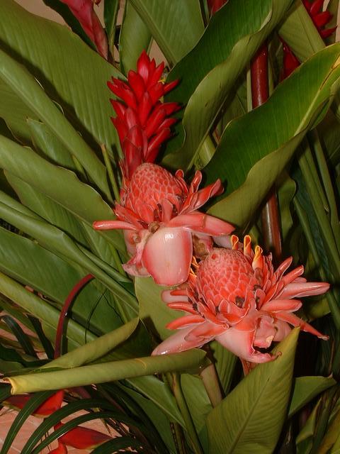 20040527 2034 66 Antilles