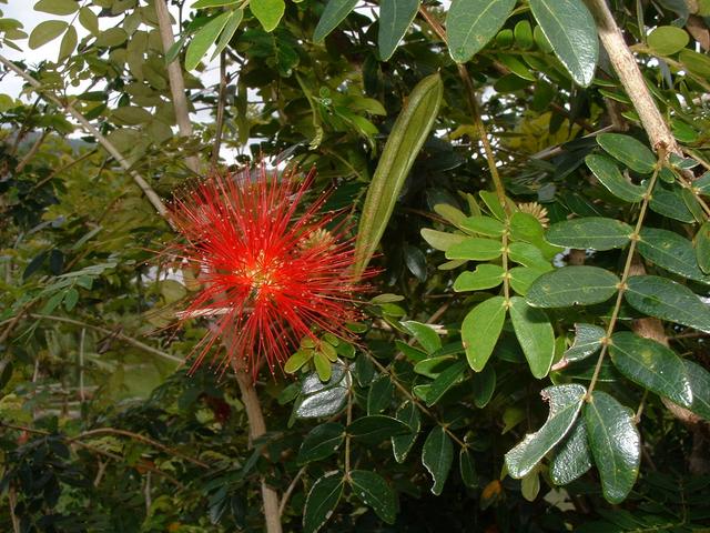 20040527 2216 75 Antilles
