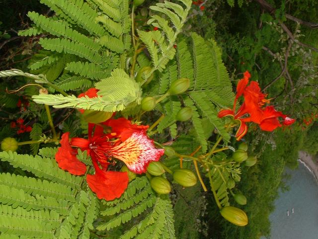 20040527 2336 81 Antilles
