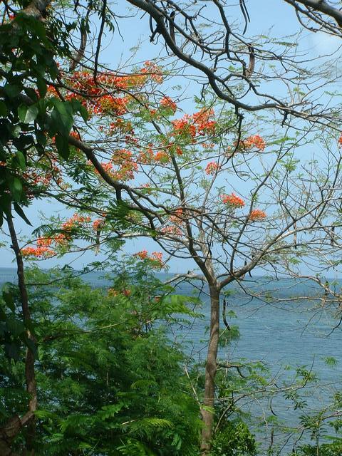 20040530 1613 113 Antilles