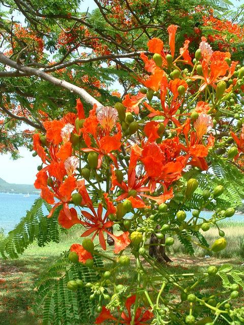20040530 1631 120 Antilles