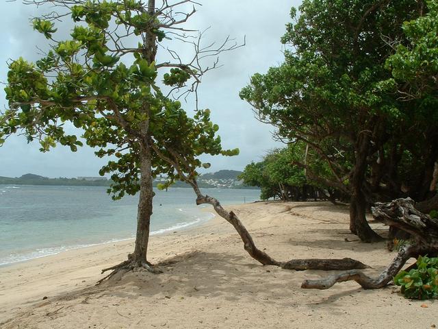 20040605 1710 174 Antilles