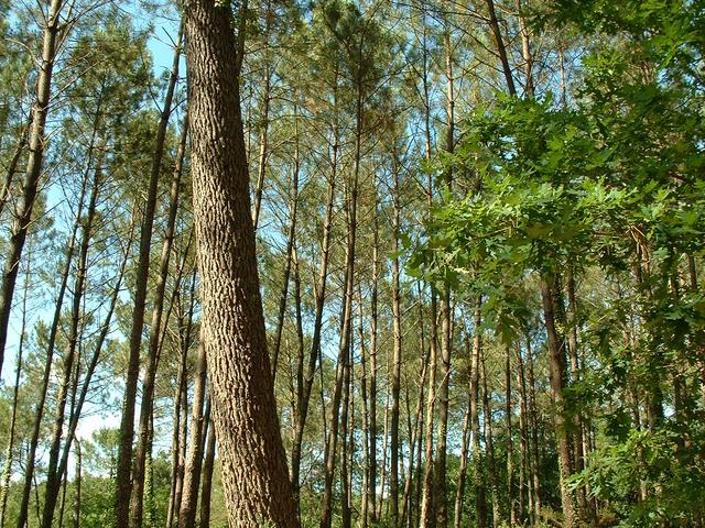 20040701 1714 11 Landes