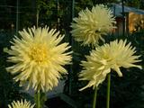 20040807 1915 36 flowers park