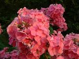 20040807 1941 47 flowers park