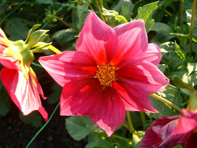 20040807 1913 30 flowers park