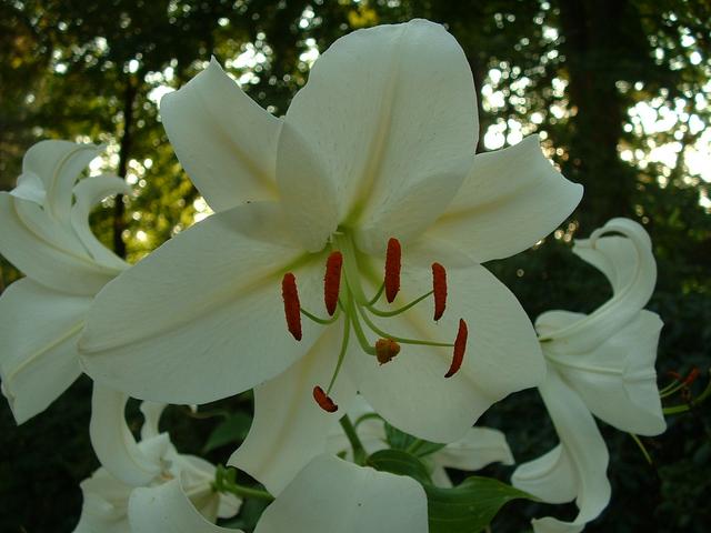 20040807 1947 51 flowers park