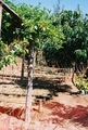fl000022