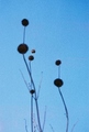 fl000024