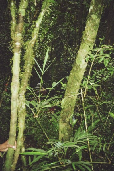 fl000006