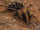 20030424 0950 068 Madagascar
