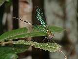 20030424 0951 069 Madagascar