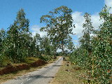20030428 1042 172 Madagascar