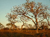 20030428 1725 185 Madagascar