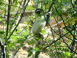 20030429 1034 236 Madagascar