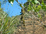20030429 1055 240 Madagascar