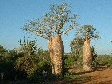 20030501 1636 282 Madagascar