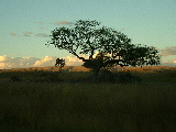 20030502 1714 328 Madagascar