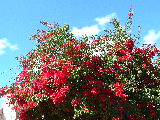 20030504 1239 11 Madagascar