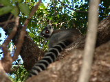 200304 207 Madagascar