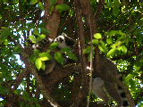 200304 209 Madagascar