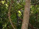 200304 213 Madagascar
